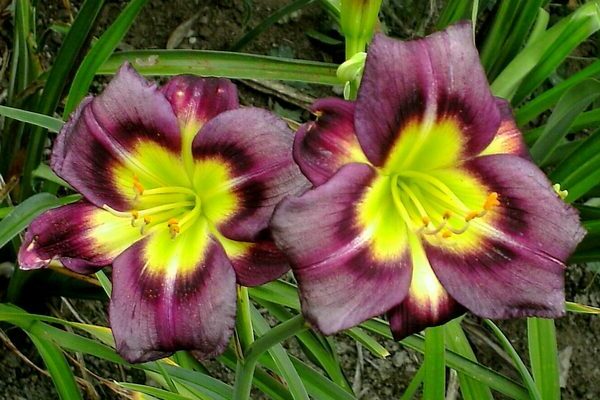 daylily na paglalarawan