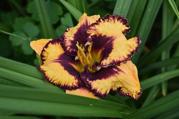 piantagione e cura di daylilies