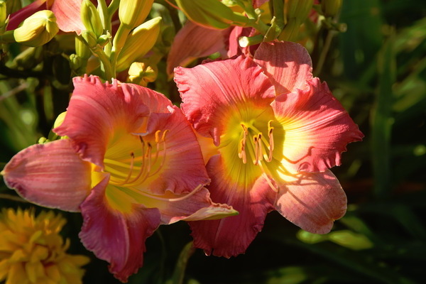 foto di daylily