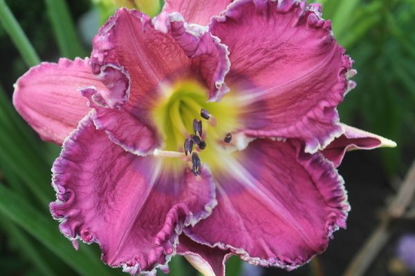 daylily beskrivelse