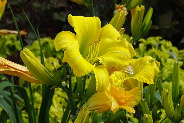 daylily beskrivelse