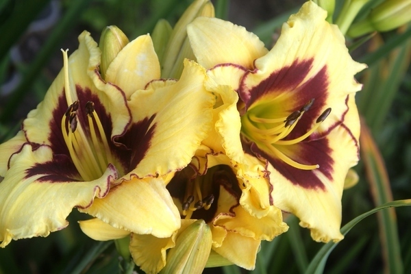 foto di daylily