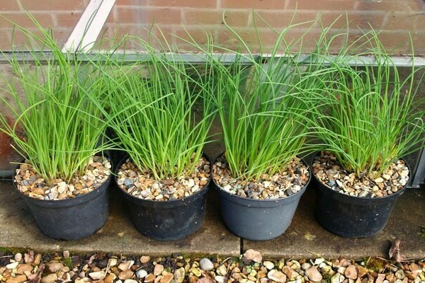 onion chives cultivation