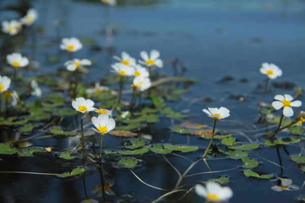 Buttercup water