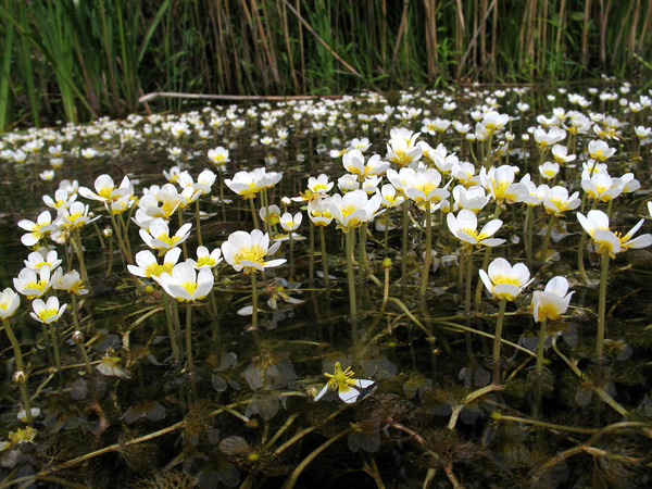 Acqua di ranuncolo