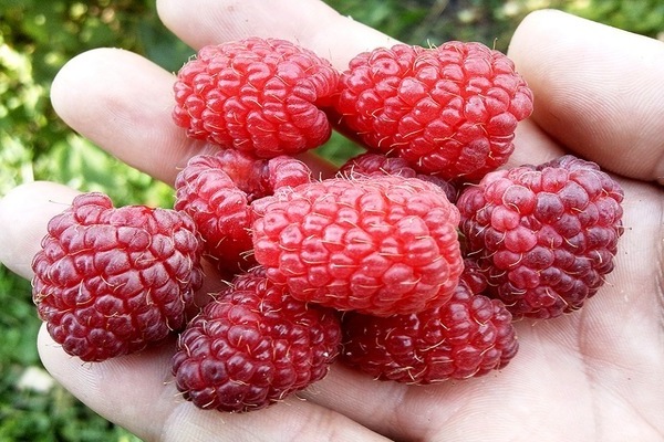 sumbrero ng raspberry monomakh