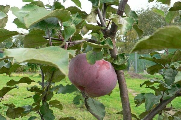 Lungwort apple tree photo, description of planting
