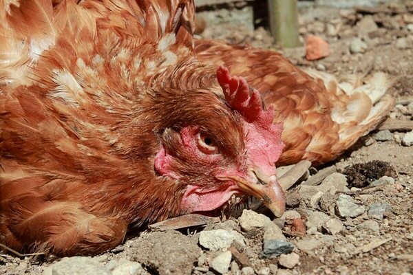 Metronidazole: berapa banyak yang harus diberikan kepada ayam
