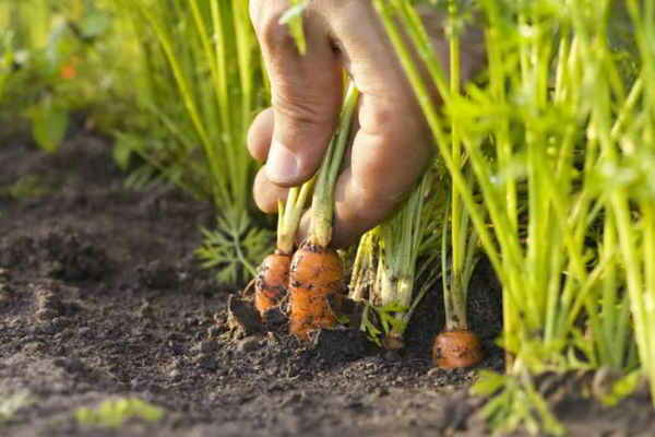 засаждане на моркови