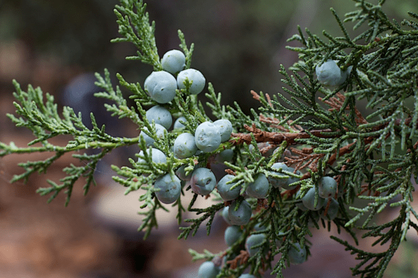 juniper