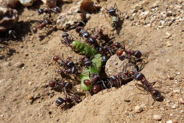 Comment se débarrasser des fourmis