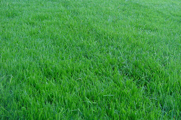 тревна трева