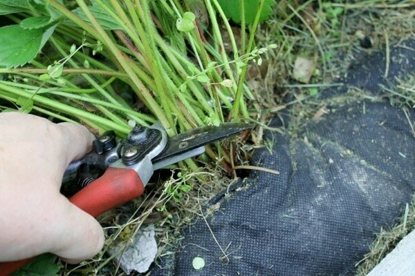 pruning strawberry