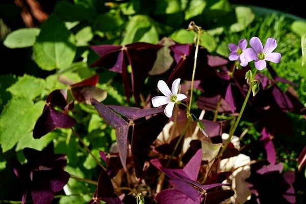 oxalis ferrugineux oxalis