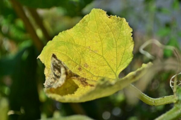 les concombres jaunissent les feuilles quoi faire