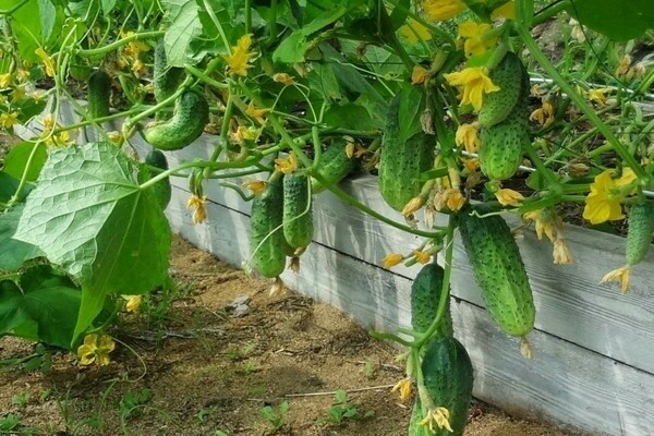 watering cucumbers