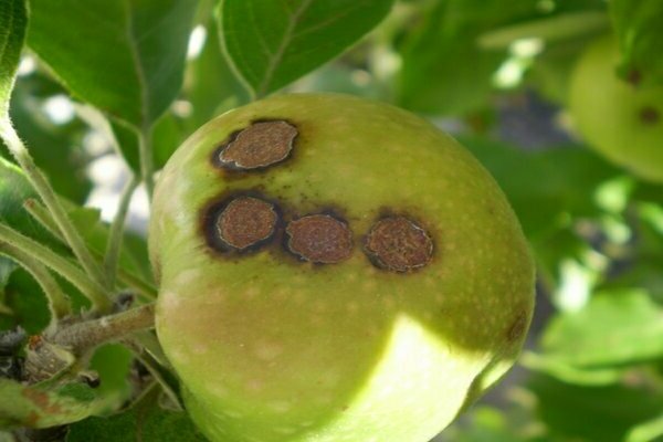 كيف تبدو القشرة على شجرة التفاح