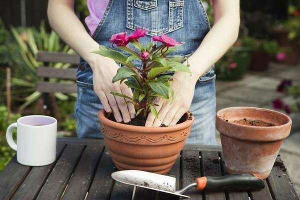 innendørs plantetransplantasjon