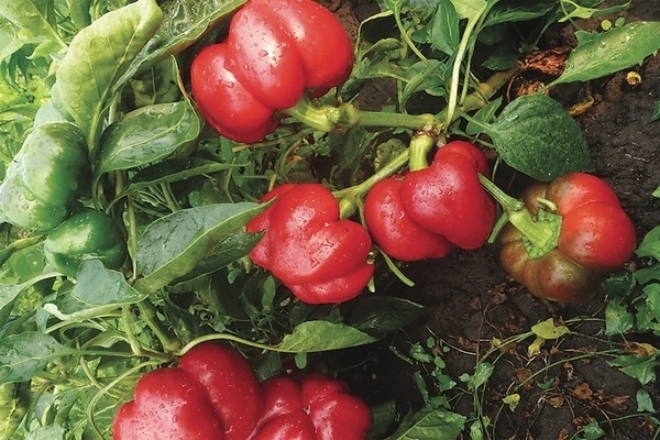Ratunda pepper: what is needed for growing
