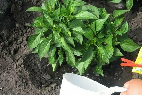 Pepper ratunda: a description of the care of seedlings