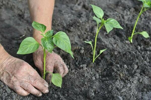 plante pepper og aubergine