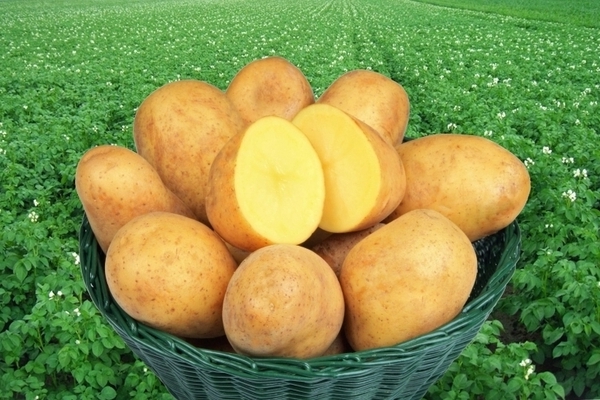 varietà di patate