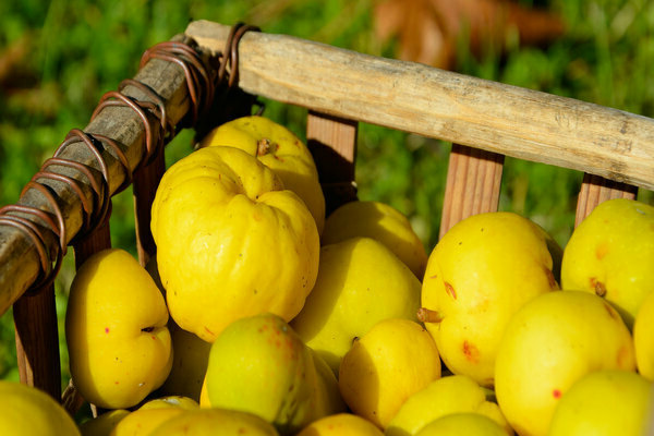 Buah quince: bagaimana dan di mana untuk menyimpan