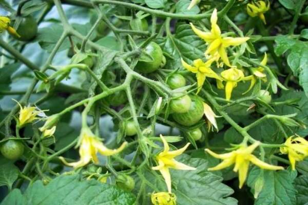 nutrire un pomodoro durante la fioritura