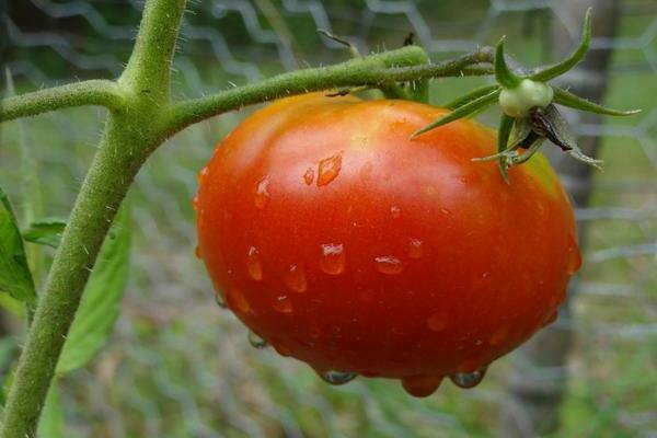 feeding a tomato during flowering