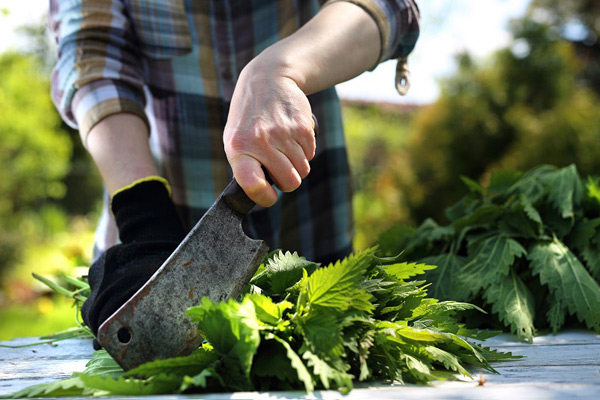 alimentazione di ortica