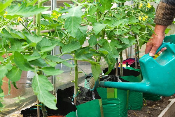 memberi makan tomato dengan ragi di ladang terbuka