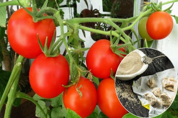 memberi makan tomato dengan ulasan yis