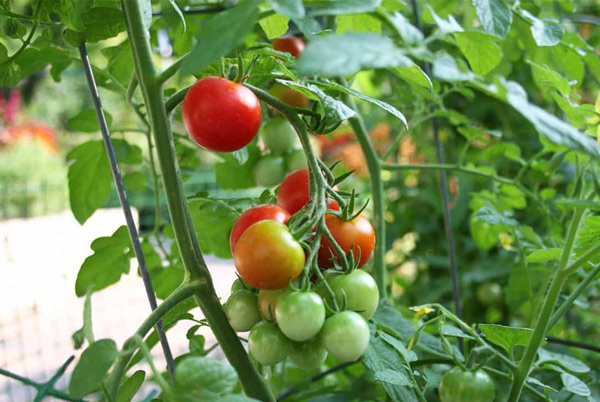 подхранване на домати на открито