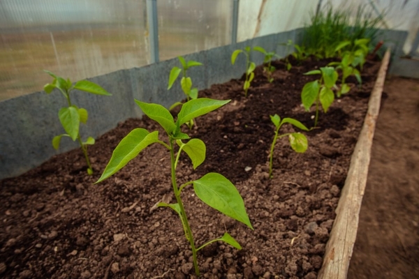 la première alimentation de poivrons après la plantation en serre