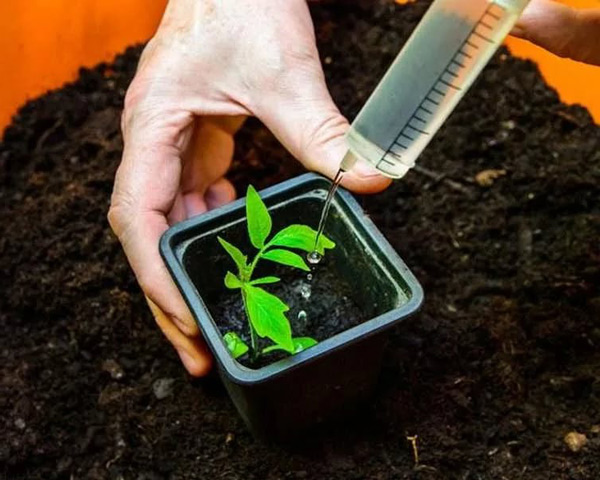 fôring av tomatplanter