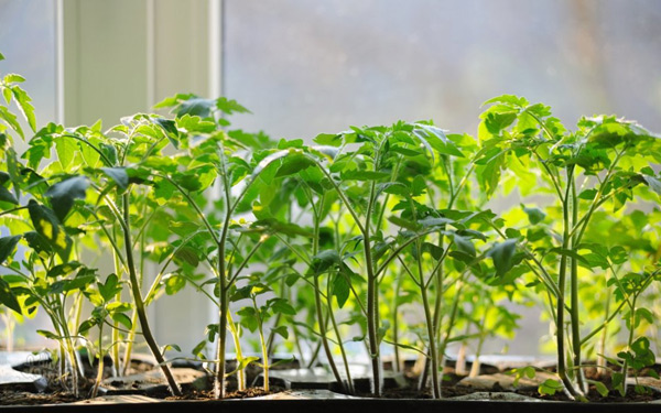 fôring av tomatplanter