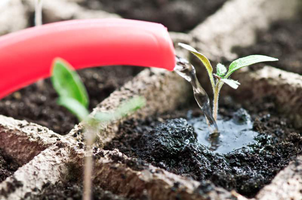 fôring av tomatplanter