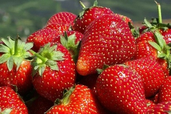 Feeding strawberries with yeast