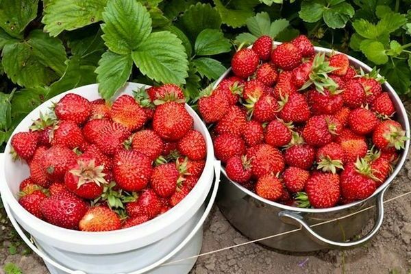 Memberi makan strawberi dengan ragi: faedah baja yis