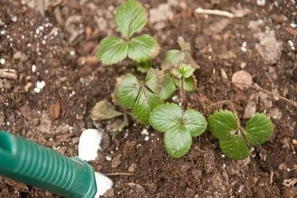 The first feeding of strawberries in spring with yeast