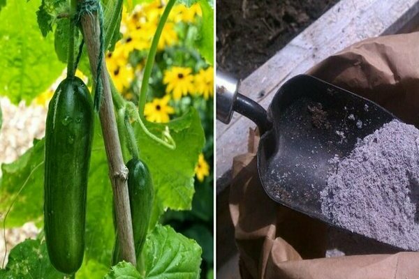 feeding cucumbers with folk remedies