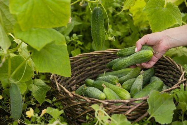 Jak współdziałają ogórki i drożdże. Najlepszy opatrunek: cechy