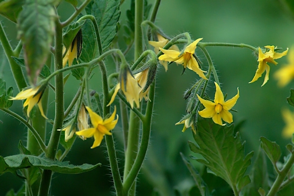 feeding tomatoes during flowering in a greenhouse