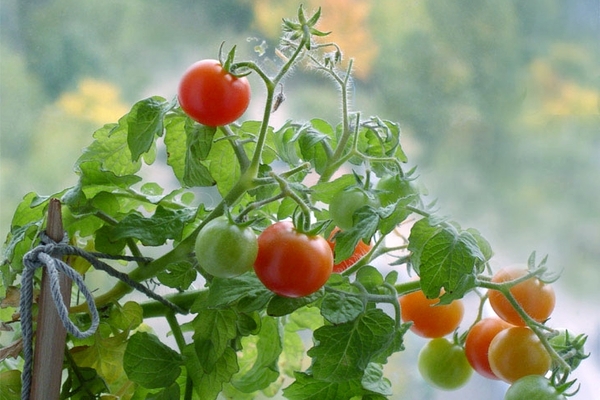 beri makan tomato