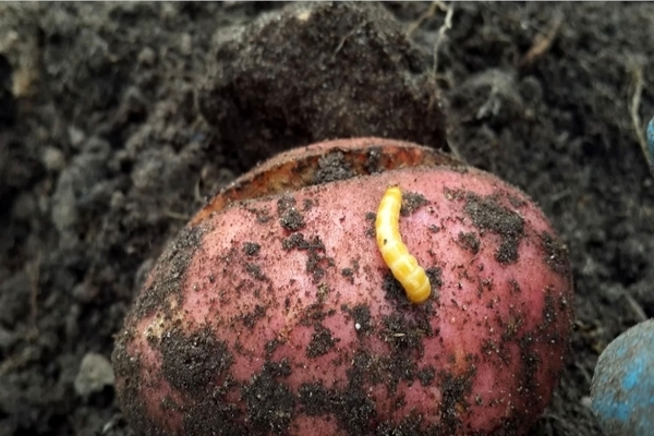 wireworm w ziemniakach zdjęcie