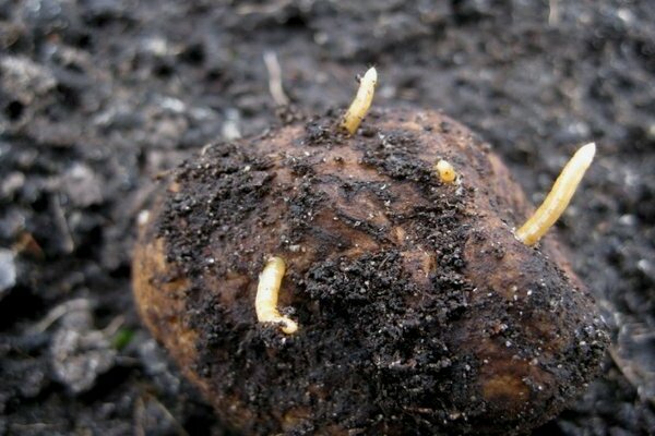 kung paano iproseso ang mga patatas mula sa isang wireworm