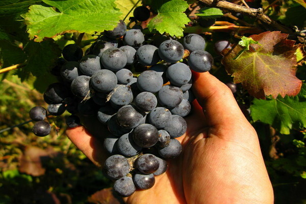 varieti anggur awal