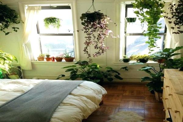 ما النباتات التي يجب الاحتفاظ بها في غرفة النوم
