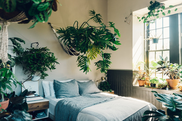 نباتات لغرفة النوم صور