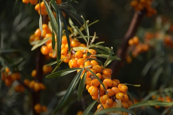 การผสมพันธุ์ทะเล buckthorn